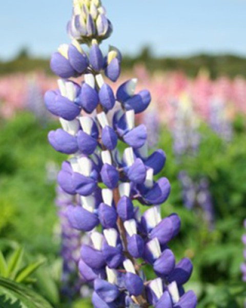 Lupinus Blue4
